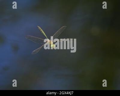 Brillante Dragonfly smeraldo - in volo Somatoclora metallica Assown Forest, Sussex, UK IN002632 Foto Stock
