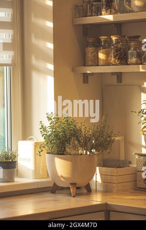 Giardino coltivato in casa con erbe - origano, timo e altri crescono in un'unica pentola Foto Stock