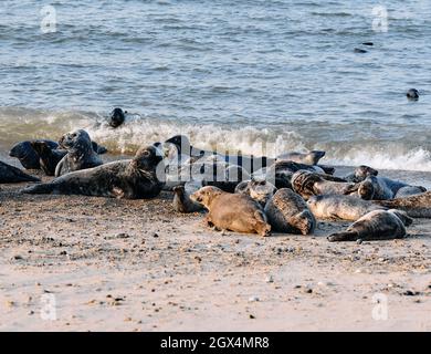La colonia di foche dell'Atlantic Grey a Horsey e Winterton Beach sulla Norfolk Coast a Horsey Norfolk Inghilterra UK Foto Stock