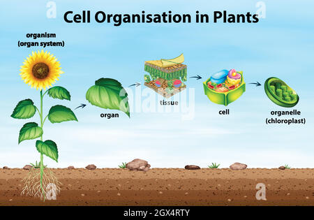 Organizzazione cellulare in piante Illustrazione Vettoriale