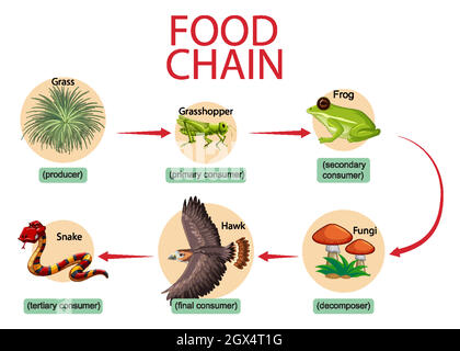 Concetto di diagramma della catena alimentare Illustrazione Vettoriale