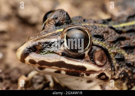 Ritratto laterale di Bullfrog, Oplobatrachus tigerinus, Satara, Maharastra, India Foto Stock