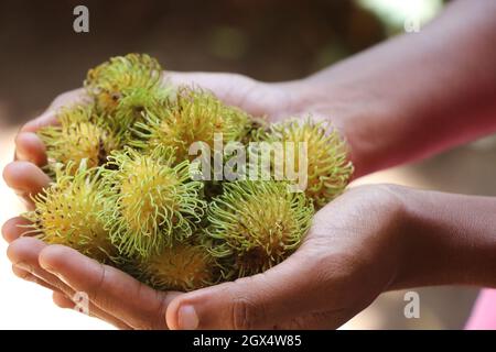 Mano che tiene un gruppo di frutta di rambutan, frutti tropicali raccolti, frutta fresca dalla fattoria Foto Stock