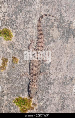 Murrys complesso gecko, Hemidectylus spp, Bhimashankar, Maharashtra, India Foto Stock