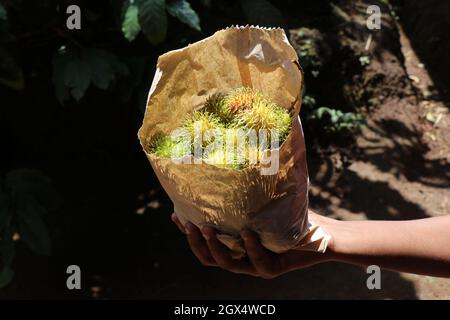 Sacchetto di frutta di Rambutan tenuto in mano con le docce di luce del sole, frutti tropicali raccolti Foto Stock