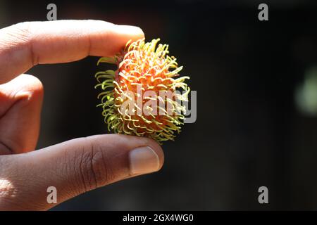 Nephelium lappaceum o rambutan frutta matura e pronta a mangiare tenuto in mano con luce solare sulla frutta Foto Stock