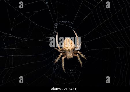 Dorsale del tessitore dell'Orbo di Crocifera, Neoscona crocifera, Satara, Maharashtra, India Foto Stock