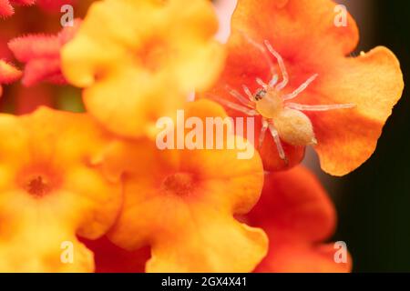 Sac ragno sul fiore, Cheiracanthium incusum, Satara, Maharashtra, India Foto Stock