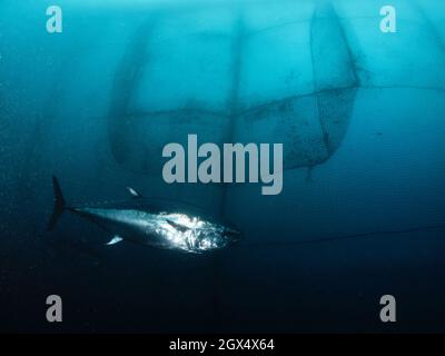 Il tonno rosso, il tonno comune o il tonno rosso dell'Atlantico, è una specie di tonno appartenente alla famiglia Scombridae. Individui che superano i 150 kil Foto Stock