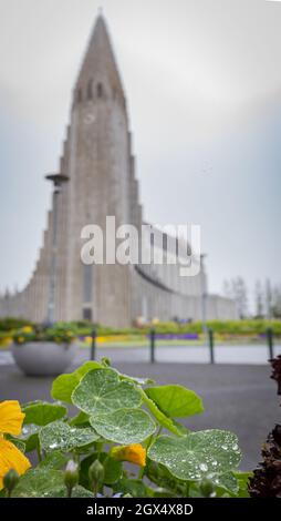 Panorama verticale di hallgrimskirkja, in morbido fuoco con primo piano di fiori e foglie con gocce d'acqua davanti ad esso. Foto Stock