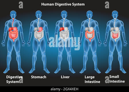 Sistema digestivo Illustrazione Vettoriale