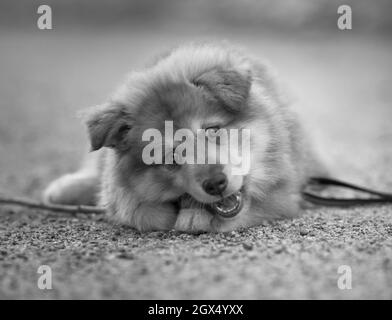 Ritratto di un cucciolo, giocando con un bastone. Masticare. Bianco e nero. Lapfund finlandese. Foto Stock