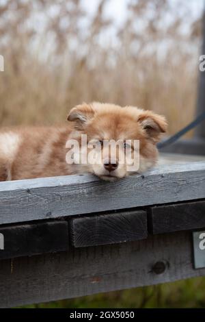 Cucciolo adagiato su un sentiero in legno, in natura. Letto di canne sullo sfondo. Lapfund finlandese. Foto Stock