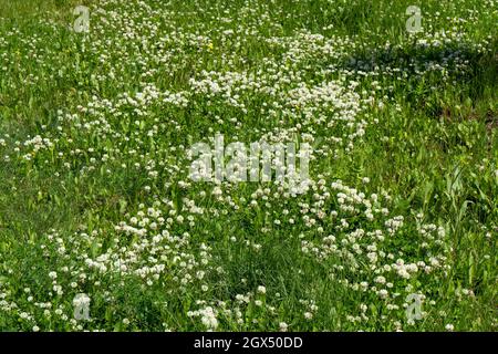Un prato con chiodi di garofano bianco strisciante (Trifolium repens) in fiore in una giornata estiva soleggiata. Foto Stock