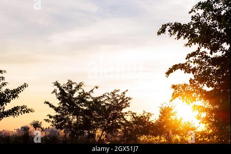 Raggi luminosi di sole arancioni che arrivano attraverso l'albero nella giungla prima della sera Foto Stock