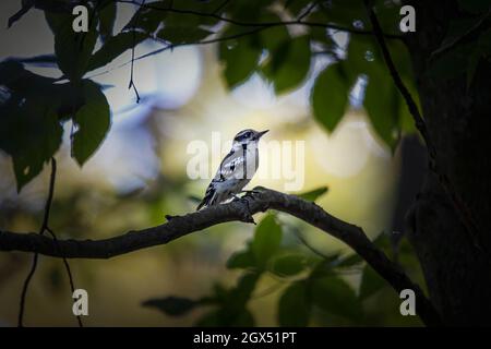 Il picchio downy (Dryobates pubescens) nel parco. È il picchio più piccolo del Nord America. Foto Stock