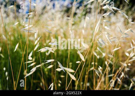 Sottili steli di raccolto di cereali su un campo di grano con sfondo sfocato. Piante e sfondi di agricoltura Foto Stock