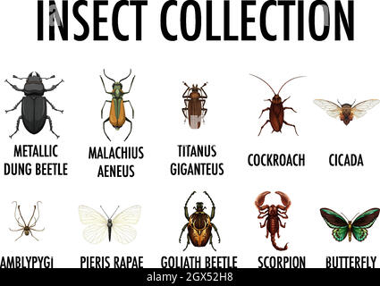 Entomologia elenco di insetto raccolta Illustrazione Vettoriale