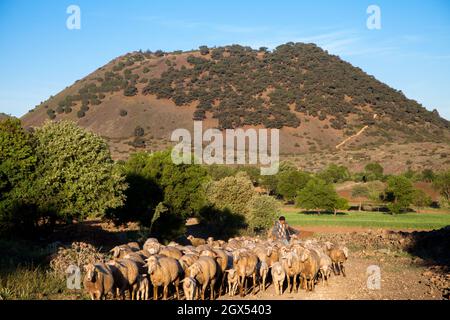 Kula,Manisa,Turchia - 04-22-2016:Vista del gregge di pecore con il vulcano Kula Foto Stock