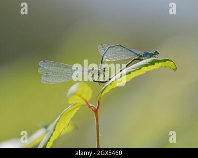 Azure Damselfly - Coppia di accoppiamento Coenagrion puella Thompson Common,Norfolk,UK IN002708 Foto Stock