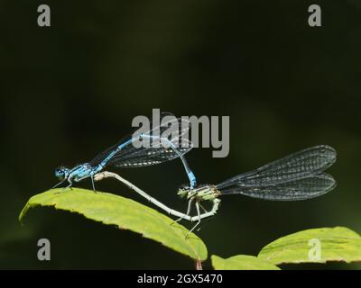 Azure Damselfly - Coppia di accoppiamento Coenagrion puella Thompson Common,Norfolk,UK IN002713 Foto Stock