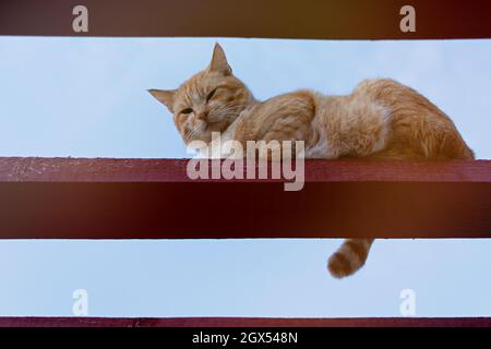 Un gatto di strada rosso. Ritratto di un gatto di zenzero a strisce seduto su un fascio di legno su uno sfondo blu cielo. Uno sguardo sly premuroso dall'alto direttamente io Foto Stock