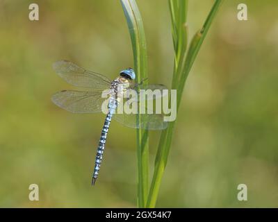 Southern Migrant Hawker Dragonfly - maschio a riposo Aeshna affinis Canvey,Essex,UK IN002801 Foto Stock