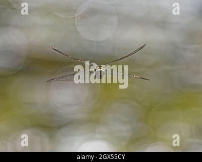 Southern Hawker Dragonfly - in volo Aeshna cyanea Great Leighs, Essex, UK IN003061 Foto Stock