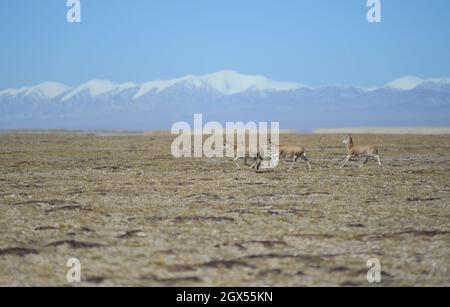 (211004) -- HOH XIL, 4 ottobre 2021 (Xinhua) -- Foto scattata il 28 settembre 2021 mostra antilopi tibetani che corrono nella riserva naturale nazionale di Hoh XIL nella provincia di Qinghai della Cina nordoccidentale. Negli ultimi anni, Hoh XIL National Nature Reserve, un sito patrimonio dell'umanità nella provincia di Qinghai nella Cina nord-occidentale, ha continuamente rafforzato la sua protezione, in modo efficace per limitare il bracconaggio delle antilopi tibetane. La popolazione di antilopi tibetani nella riserva è aumentata da meno di 20,000 a più di 70,000, e la grande migrazione di antilopi tibetani riappare sull'altopiano Qinghai-Tibet. (Xinhua/Yan F Foto Stock