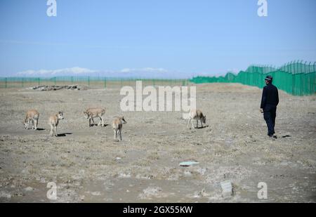 (211004) -- HOH XIL, 4 ottobre 2021 (Xinhua) -- Foto scattata il 28 settembre 2021 mostra le antilopi tibetane in un centro di salvataggio della fauna selvatica della stazione di protezione di Sonam Dargye a Hoh XIL, provincia nord-occidentale della Cina di Qinghai. Negli ultimi anni, Hoh XIL National Nature Reserve, un sito patrimonio dell'umanità nella provincia di Qinghai nella Cina nord-occidentale, ha continuamente rafforzato la sua protezione, in modo efficace per limitare il bracconaggio delle antilopi tibetane. La popolazione di antilopi tibetani nella riserva è aumentata da meno di 20,000 a più di 70,000, e la grande migrazione di antilopi tibetani riappare sul Qin Foto Stock