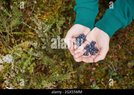 Vista dall'alto primo piano di mani maschili che tengono mirtilli nella foresta, escursioni, viaggi e prodotti freschi concetto, spazio copia Foto Stock