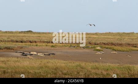 Foche prendere il sole sulla riva del fiume Stour presso la Riserva Naturale di Pegwell Bay, Ramsgate, Kent Foto Stock