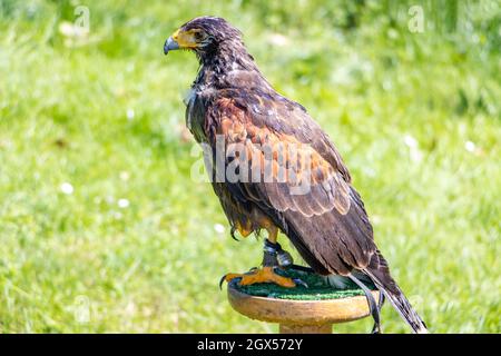 Il falco di Harris (Parabuteo unicinctus), precedentemente noto come falco alare, si erge su uno stand nel giardino Foto Stock