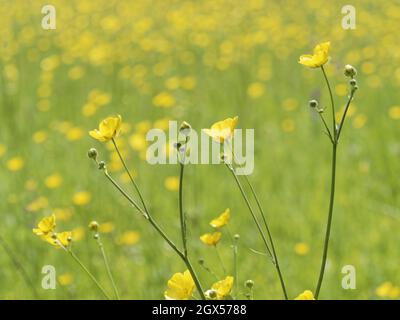 Meadow Buttercup Ranunculus acris Essex, UK PL002378 Foto Stock