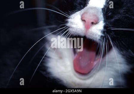Primo piano di un gatto bianco e nero sbadiglio con una terra posteriore sfocata Foto Stock