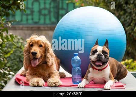 Carino cocker spaniel e Boston terrier pronti per pilates lezione, fitness concept fotografia, divertente fotografia. Foto Stock