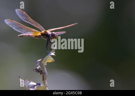 libellula viola-arancione su sfondo scuro sfocato su un cespuglio asciutto Foto Stock