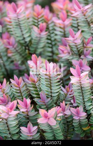 Hebe 'elefante rosa'. Foglie arrotondate con un bordo rosso nel tardo inverno/inizio primavera. Fogliame di Hebe variegato Foto Stock