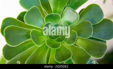 Vista ravvicinata di un'echeveria elegans pianta verde succulenta Foto Stock