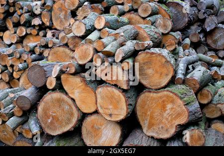 mucchio di tronchi di legna da ardere, yorkshire, inghilterra Foto Stock