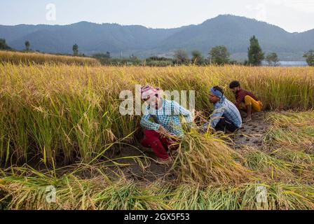 Srinagar, Kashmir controllato dall'India. 4 ottobre 2021. I lavoratori raccolgono la paddy in un campo in un villaggio ad Anantnag, a sud della città di Srinagar, la capitale estiva del Kashmir controllato dall'India, il 4 ottobre 2021. Credit: Javed Dar/Xinhua/Alamy Live News Foto Stock