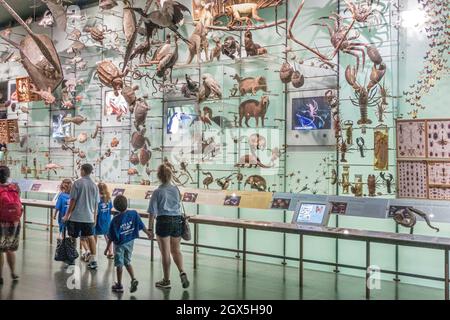 New York City,NY NYC Manhattan,Upper West Side,American Museum of Natural History,Hall of Biodiversity Exhibition Exhibition Collection Family Children l Foto Stock