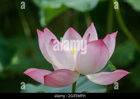 fiore di loto bellezza naturale Foto Stock