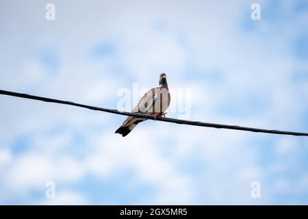 pigeon arroccato su filo telefonico con cielo blu e nuvoloso, aiguafreda catalogna, spagna Foto Stock