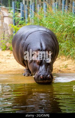 hippo acqua potabile stagno, zoo barcellona catalogna, spagna Foto Stock