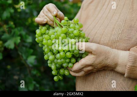 Le mani spiegazzate stanno tenendo un mazzo maturo di uve verdi, raccogliendo. Foto Stock