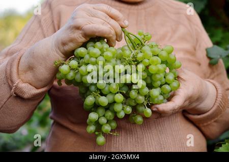 Una donna anziana tiene in mano un grosso mazzo di uve verdi. Foto Stock