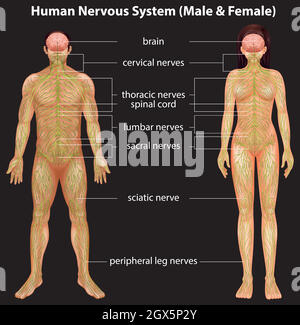 Sistema nervoso umano Illustrazione Vettoriale
