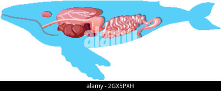 Anatomia interna di una balena isolata su sfondo bianco Illustrazione Vettoriale