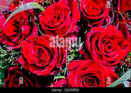 Bouquet di rose rosse; Strauß roter Rosen Foto Stock